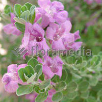 LEUCOPHYLLUM